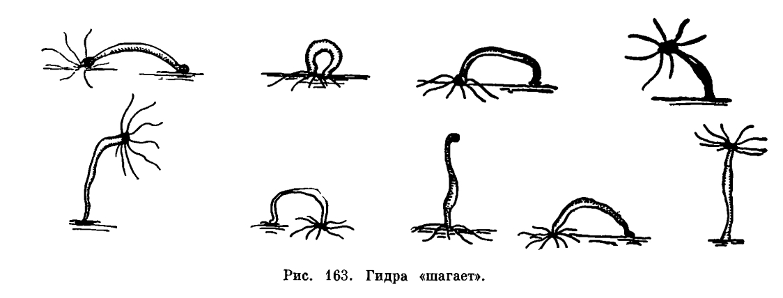 Кракен 13at